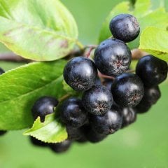 Tüplü Süper Meyve Aronia Berry Aronya Fidanı