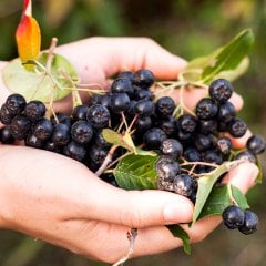 Tüplü Süper Meyve Aronia Berry Nero Aronya Fidanı