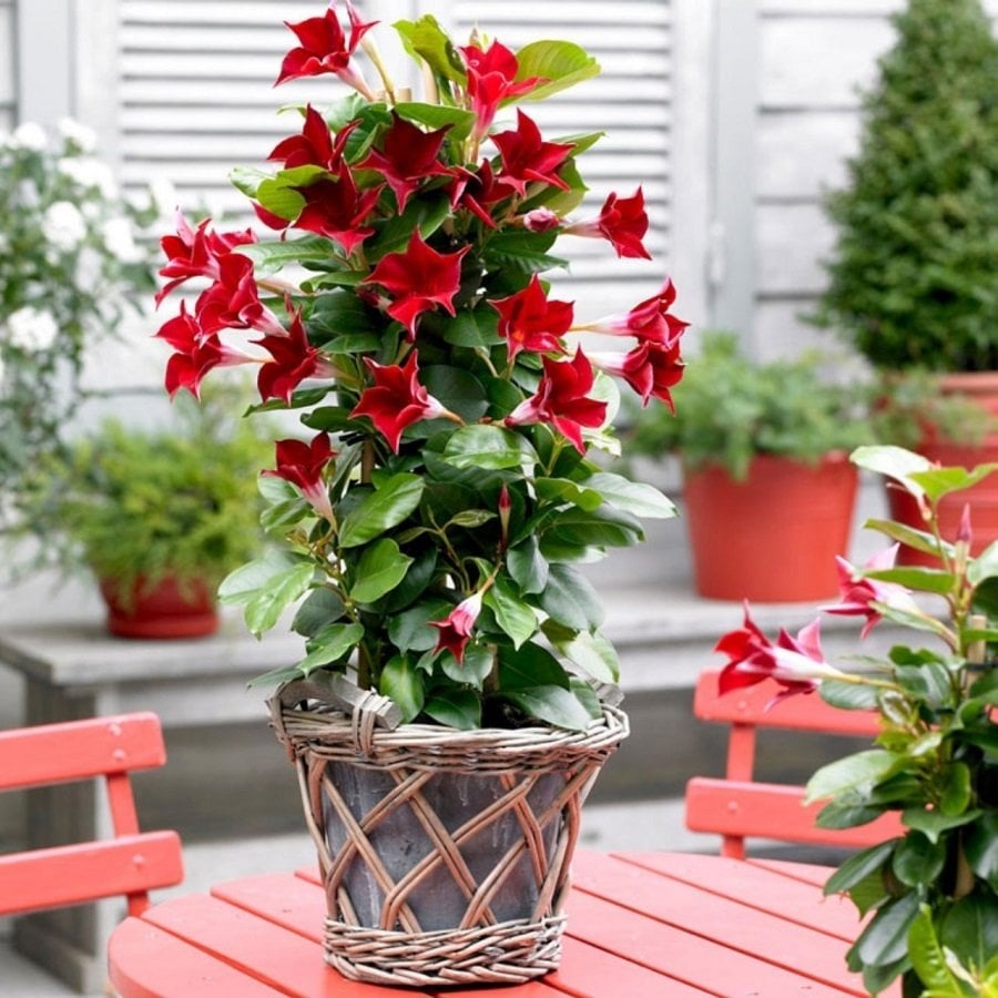 Saksılı Kokulu Kırmızı Mandevilla Çiçeği Fidanı (30-50 cm)