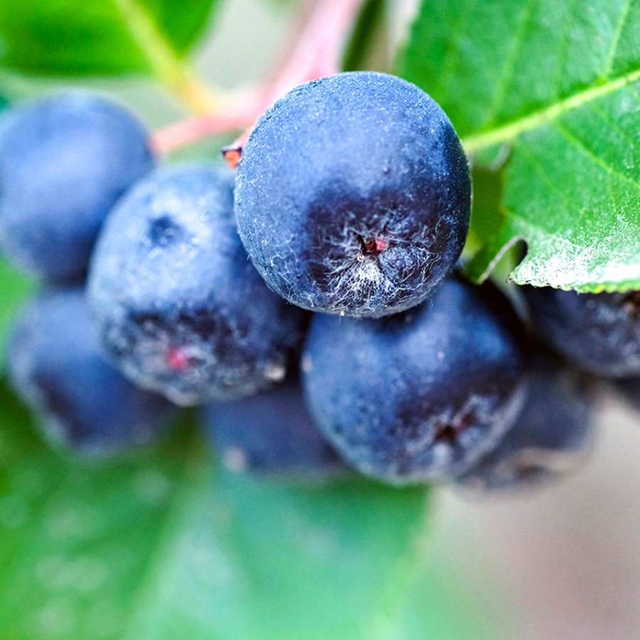 Tüplü Süper Meyve Aronia Berry Viking Aronya Fidanı