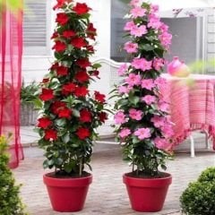 Saksılı Kokulu Karışık Renkli Mandevilla Çiçeği Fidanı-2 Adet (30-50 cm)