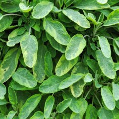 Saksıda Salvia Officinalis Goldblatt Altın Adaçayı Fidanı