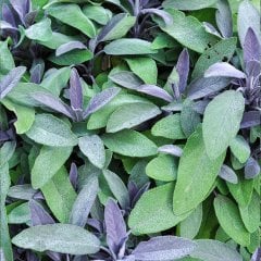 Saksıda Salvia Officinalis Purpurmantel Mor Adaçayı Fidanı