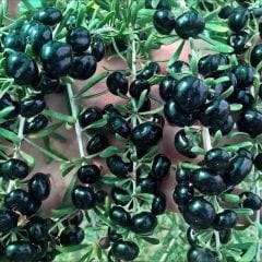 Tüplü Nadir Özel Tür Siyah Goji Berry Kurt Üzümü Fidanı