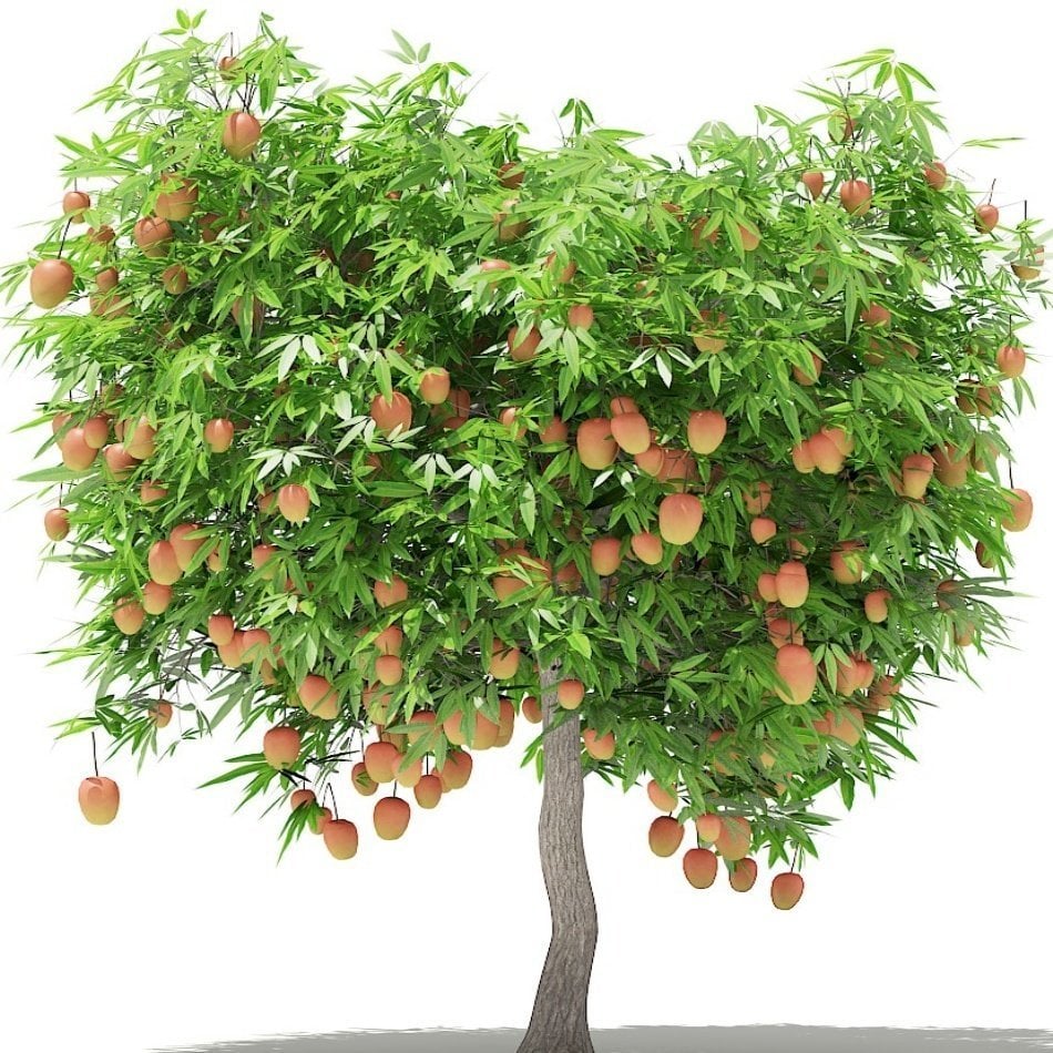Tüplü Tropikal Egzotik Mango Fidanı 5 Adet