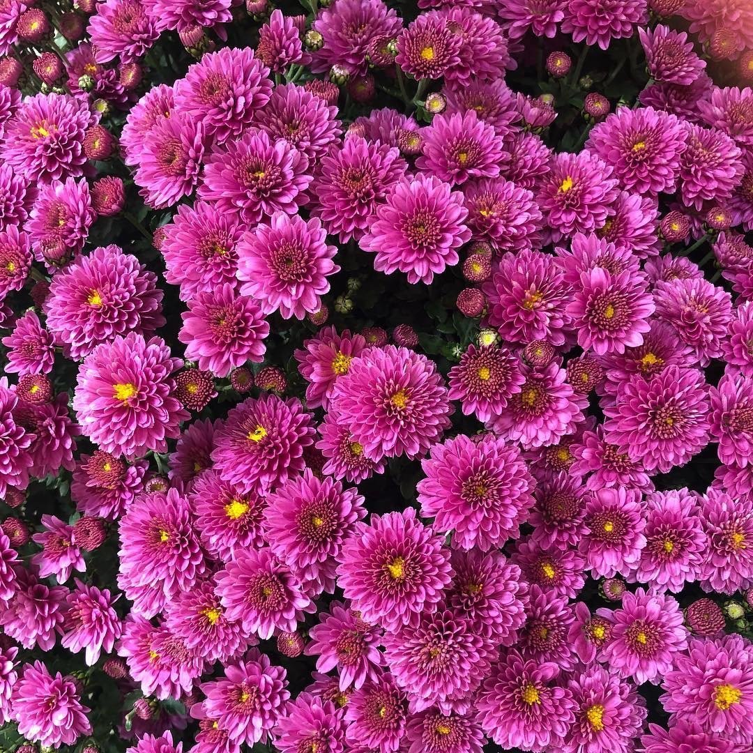 Tüplü Pembe Renkli Kasımpatı Çiçeği Fidanı