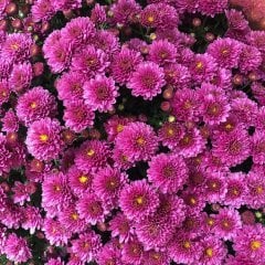 Tüplü Pembe Renkli Kasımpatı Çiçeği Fidanı