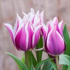 İthal Tür Pembe-Beyaz Claudia Lale Soğanı-5 Adet