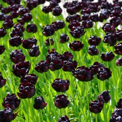 Kop Koyu Kırmızı Dark Red Color Lale Soğanı-5 Adet