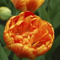 Katmerli Turuncu Sunlover Lale Soğanı-5 Adet