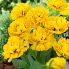 Katmerli Yellow Pomponette Lale Soğanı-5 Adet