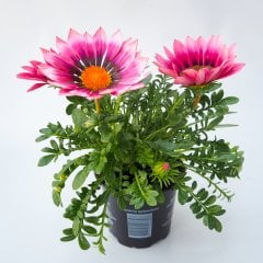 Dev Çiçekli Pink Shade Gazanya Çiçeği Fidesi-3 Adet