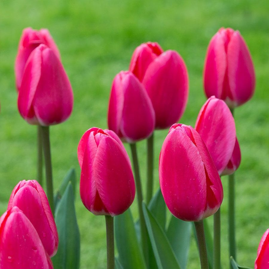 Pembe Güzeli Sweet-Rosy Lale Soğanı-5 Adet