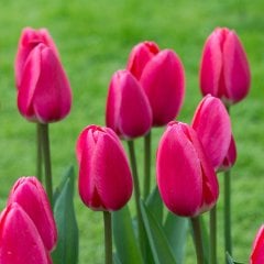 Pembe Güzeli Sweet-Rosy Lale Soğanı-5 Adet