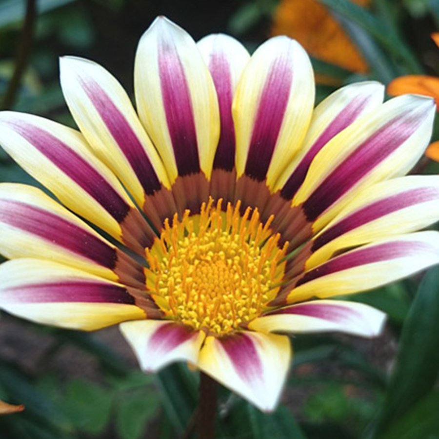 Dev Çiçekli Rose Stripe Gazanya Çiçeği Fidesi-3 Adet