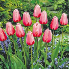 Pembe Pink İmpression Lale Soğanı-5 Adet