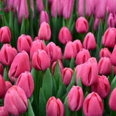 Koyu Pembe Carola Lale Soğanı-5 Adet