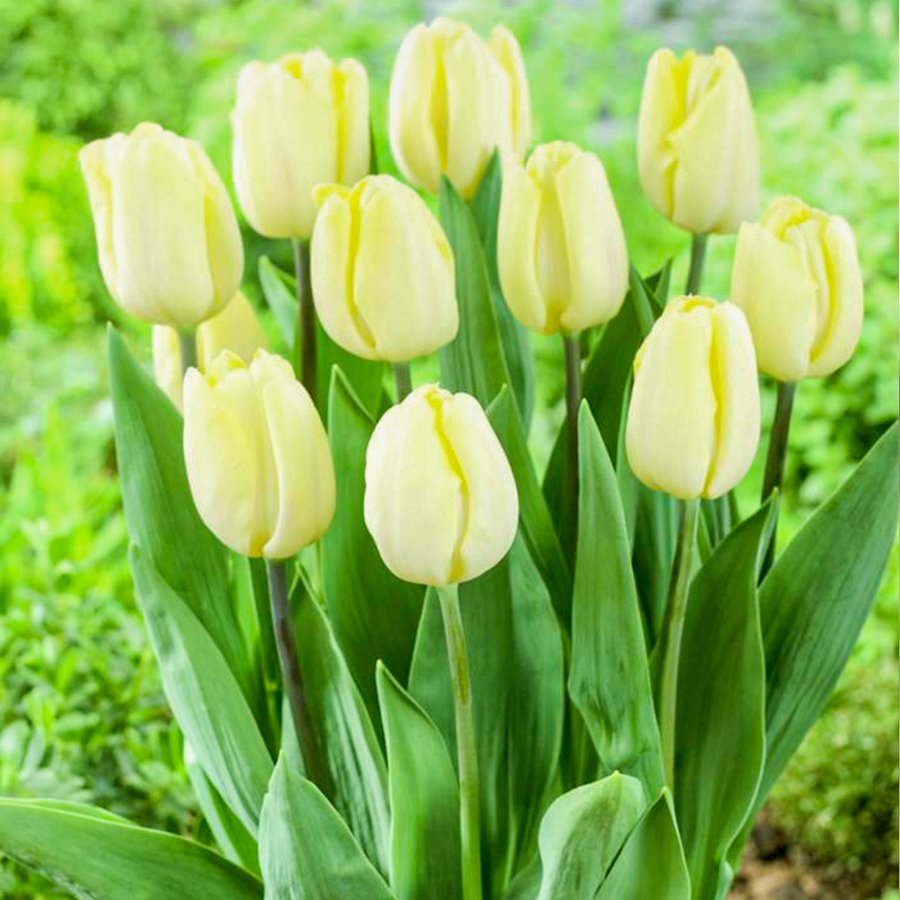 Krem Renkli Creme Flag Lale Soğanı-5 Adet