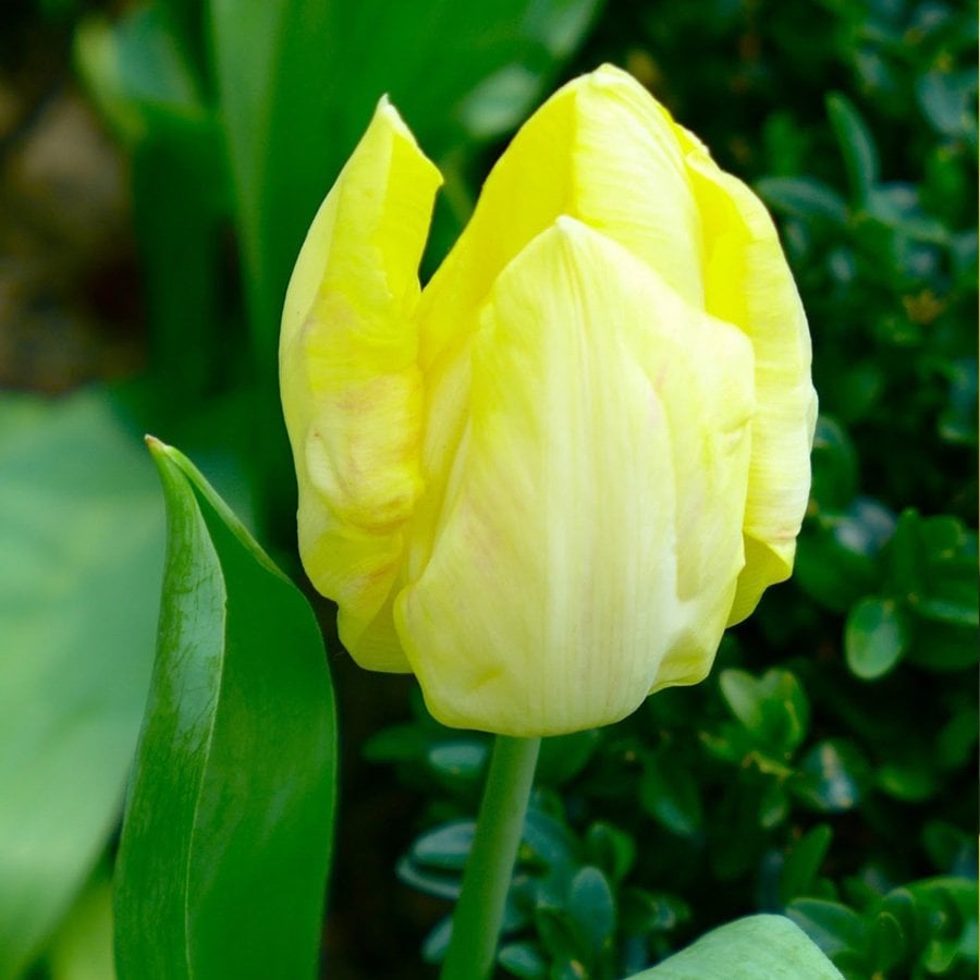 Limon Sarısı Sunny Prince Lale Soğanı-5 Adet