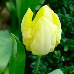 Limon Sarısı Sunny Prince Lale Soğanı-5 Adet