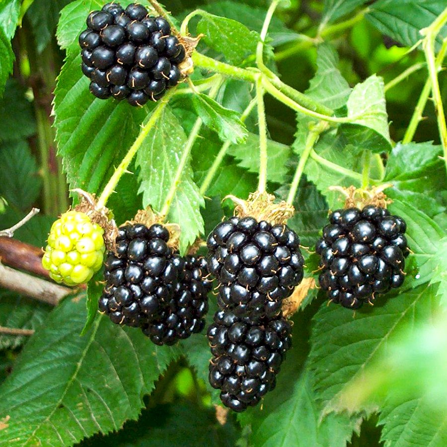 Tüplü Tadı Güzel Boysenberry Böğürtlen Fidanı