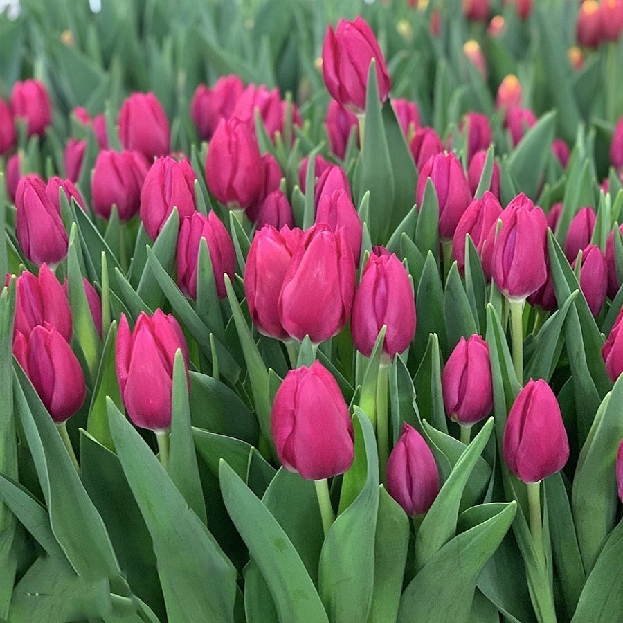 İthal Çeşit Koyu Pembe Pink Ardour Lale Soğanı-5 Adet