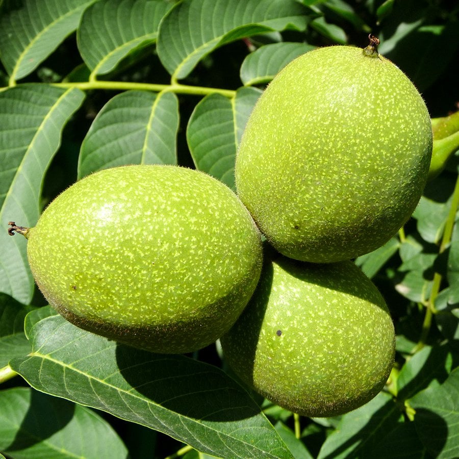 Tüplü Yüksek Verimli Franqutte Ceviz Fidanı