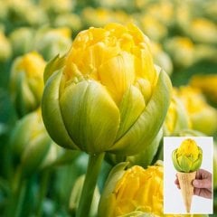 Özel Çeşit Nadir Külah Vanilla Coup Lale Soğanı-3 Adet