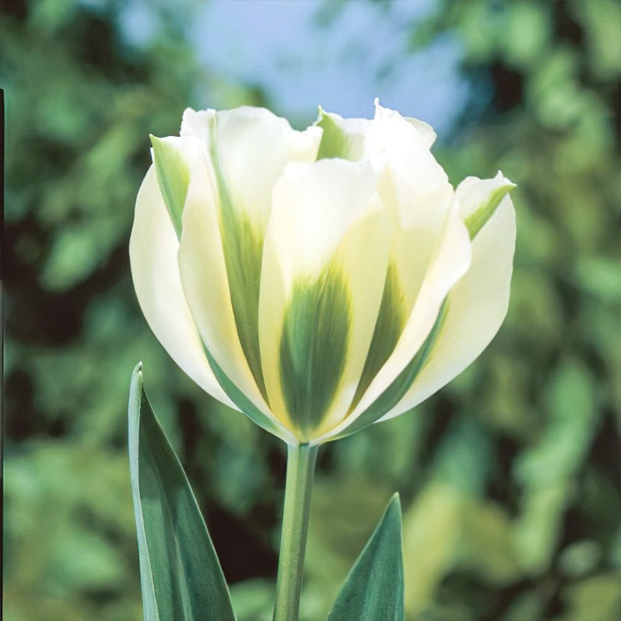 Özel Çeşit Spring Green Beyaz-Yeşil Lale Soğanı-3 Adet