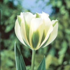 Özel Çeşit Spring Green Beyaz-Yeşil Lale Soğanı-3 Adet