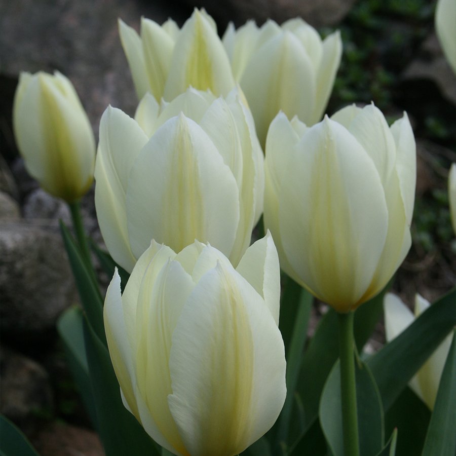 Özel Çeşit White Purissima Lale Soğanı-3 Adet