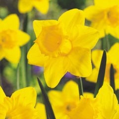 Göz Kamaştırıcı Yellow California Nergis Soğanı-5 Adet