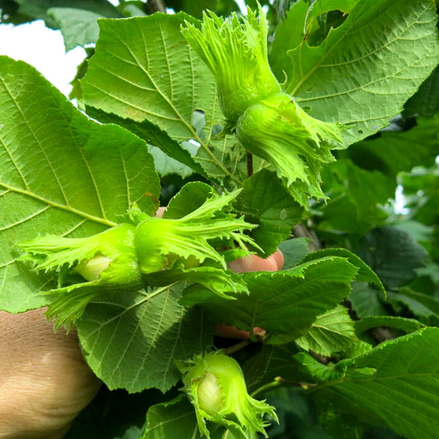 Tüplü Yağlı Verimli Giresun Yağlısı Fındık Fidanı