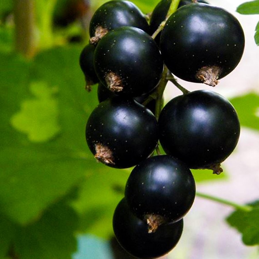 Tüplü Black Rosenthals Frenk Üzümü Fidanı