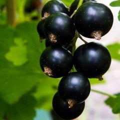 Tüplü Black Rosenthals Frenk Üzümü Fidanı
