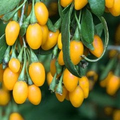 Tüplü Nadir Özel Tür Sarı Goji Berry Kurt Üzümü Fidanı