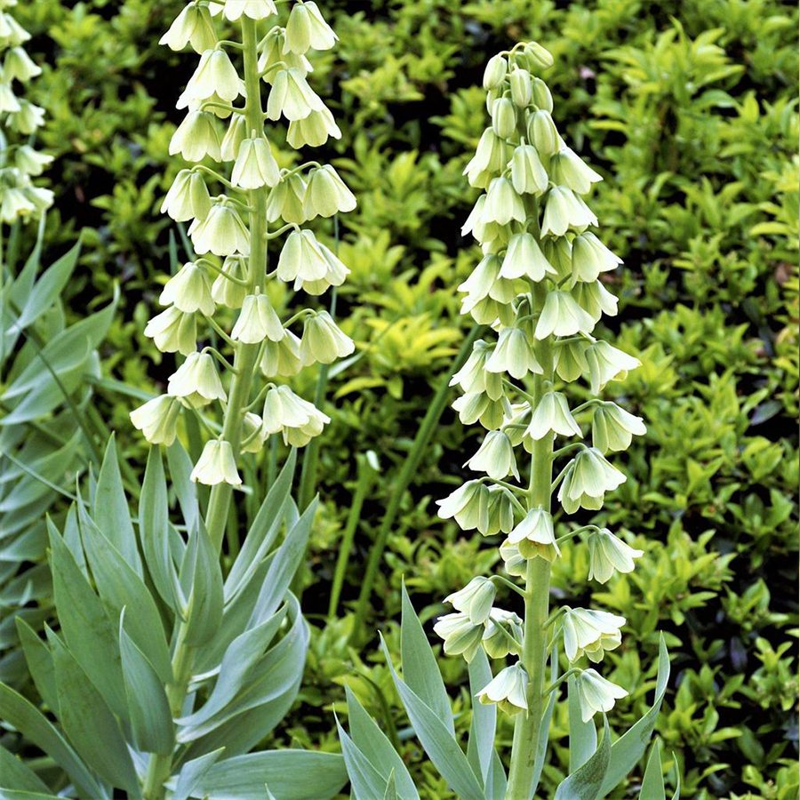 İthal Beyaz Fritillaria Persica Alba Ters Lale Soğanı