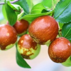 Bodur Tip Saksıda Hünnap Fidanı