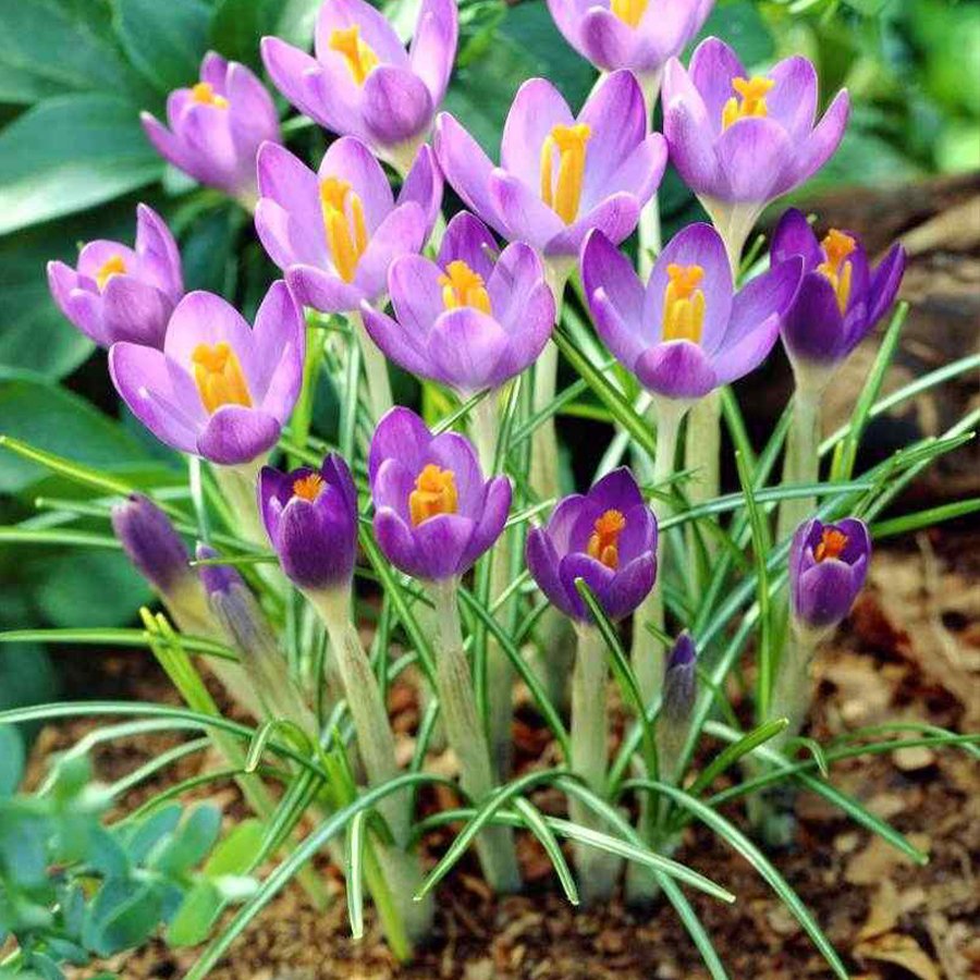 Barr’s Purple Tommasianus Çiğdem Soğanı-5 Adet