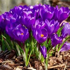 Flower Record Menekşe Moru Çiğdem Soğanı-5 Adet