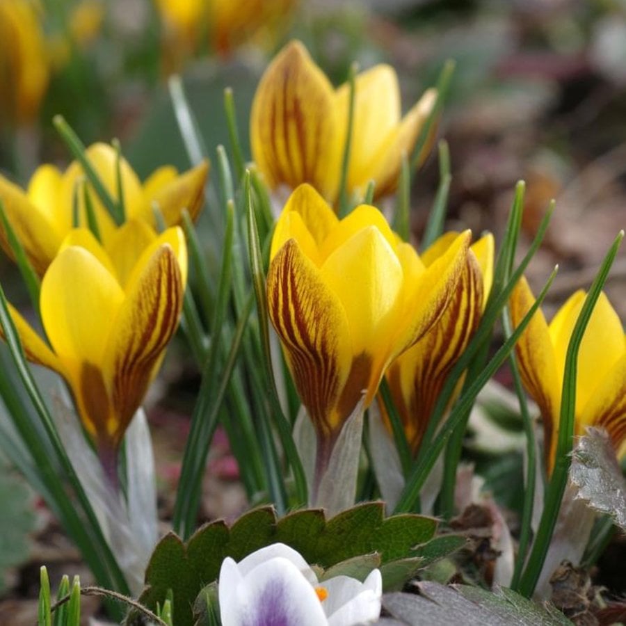 Çizgili Fuscotİnctus Chrysanthus Sarı Çiğdem Soğanı-5 Adet