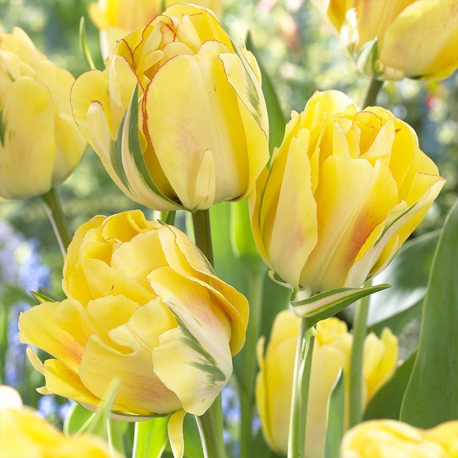 Özel Tür İthal Sarı Akebono Lale Soğanı-3 Adet