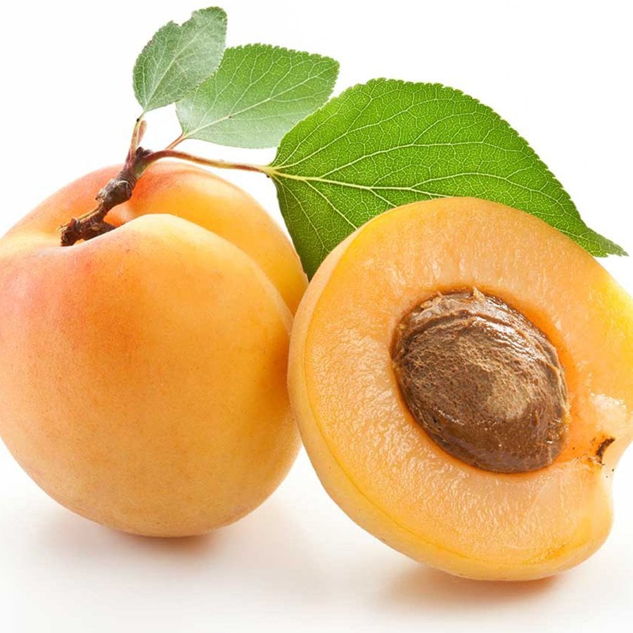 Tüplü Erkenci Auro Kayısı Fidanı