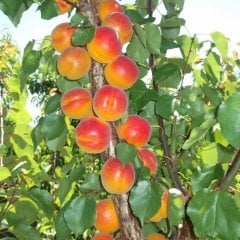 Tüplü Red Cheek Erkenci Kayısı Fidanı