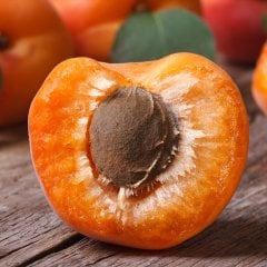 Tüplü Yarı Bodur Erkenci Tropikal Kayısı Fidanı