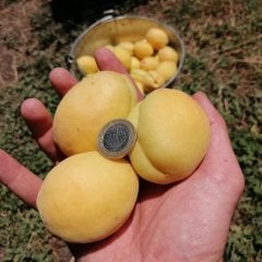 Yarı Bodur Soğuk Yerler İçin Iğdır Şalağı Kayısı Fidanı