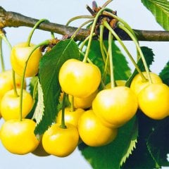 Tüplü Genel Tozlayıcı Starks Gold Kiraz Fidanı