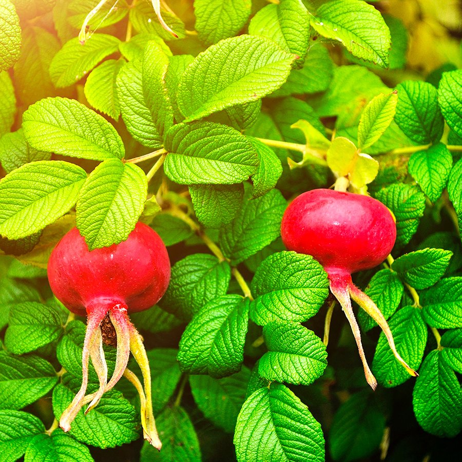 Tüplü Rosa Rugosa Kuşburnu Fidanı