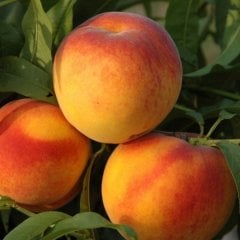 Tüplü Meşhur Çeşit Bursa Yarma Şeftali Fidanı