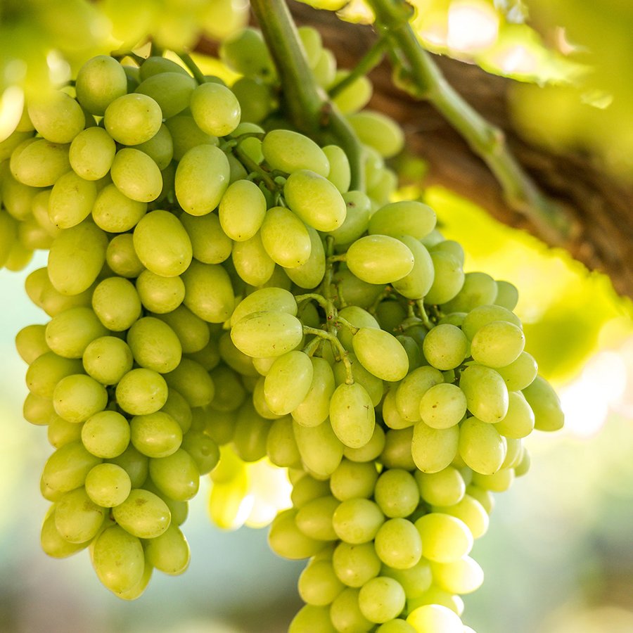 Tüplü Kokulu Aromalı İtalia İtalyan Üzüm Fidanı